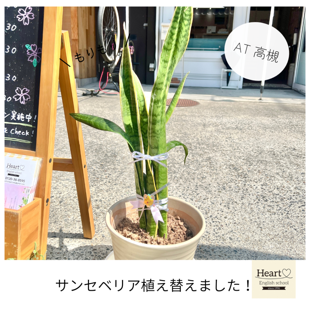 ポカポカ春の陽射しだったので… サンセベリア🪴植え替えました